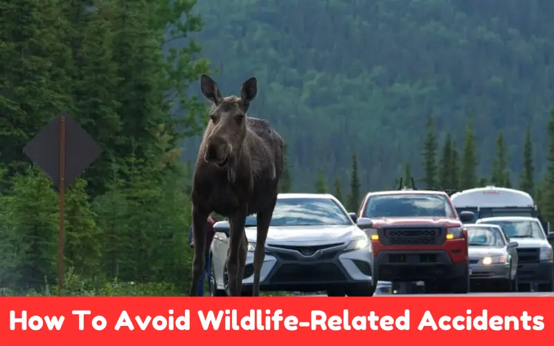 How To Avoid Wildlife-Related Accidents